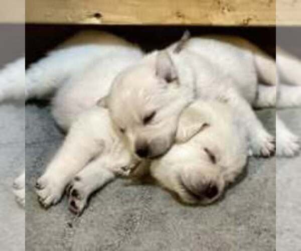 Medium Photo #6  Breeder Profile in FAIRFIELD, VT, USA