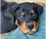 Small #6 Breeder Profile image