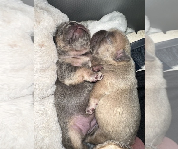 Medium Photo #11  Breeder Profile in BIG RAPIDS, MI, USA