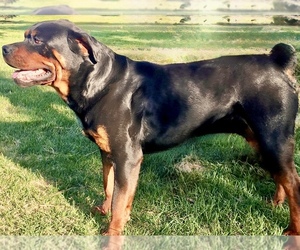 Rottweiler Dog Breeder near BRIGHTON, CO, USA