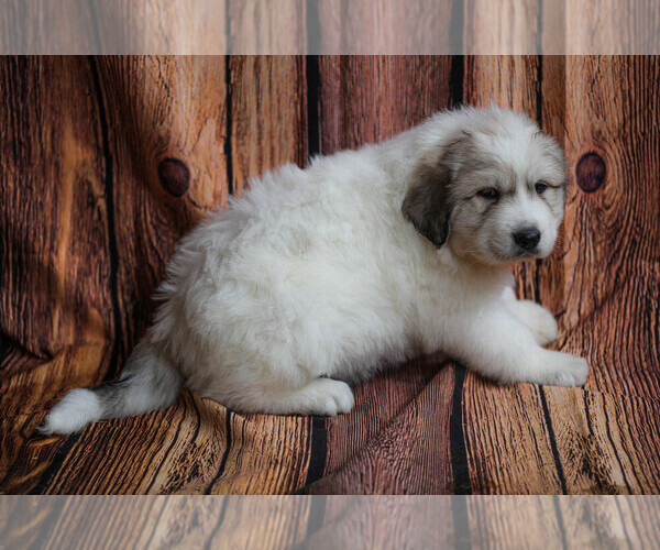 Medium Photo #21  Breeder Profile in POWDER SPRINGS, GA, USA