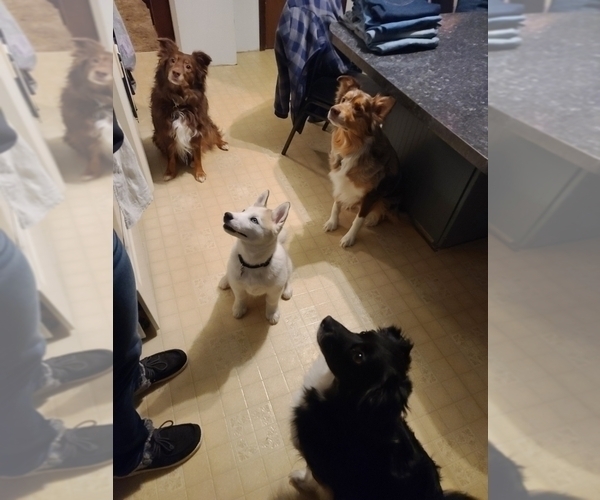 Medium Photo #1  Breeder Profile in COLEMAN, WI, USA