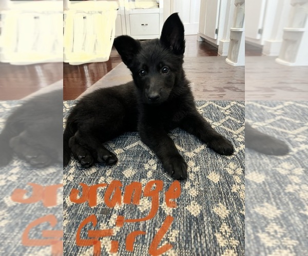 Medium Photo #3  Breeder Profile in FRANKLINTON, LA, USA