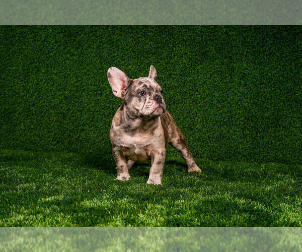 Medium Photo #1  Breeder Profile in LONG BEACH, CA, USA