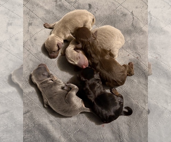 Medium Photo #1  Breeder Profile in BLUEFIELD, VA, USA