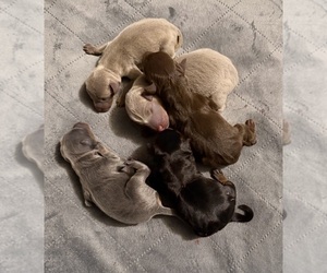 German Shepherd Dog Dog Breeder near BLUEFIELD, VA, USA