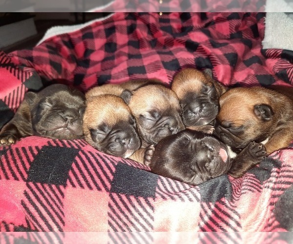 Medium Photo #2  Breeder Profile in GREEN ISLAND, NY, USA