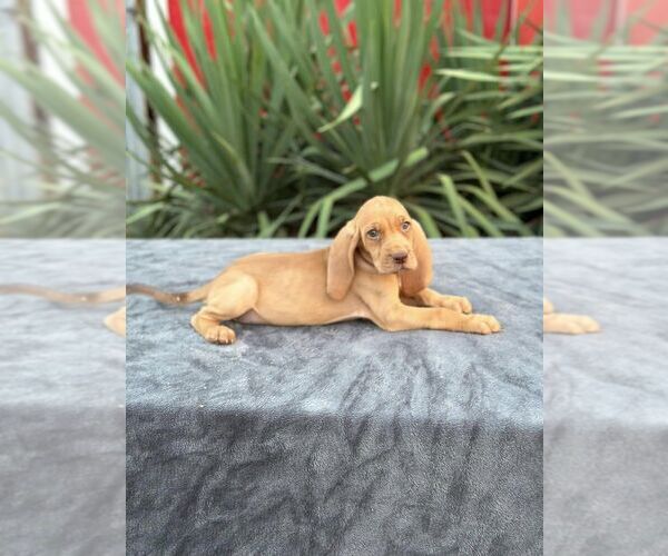 Medium Photo #1  Breeder Profile in QUINLAN, TX, USA