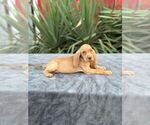 Small breeder photo