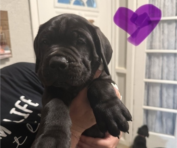 Medium Photo #2  Breeder Profile in HIGHLAND HEIGHTS, OH, USA