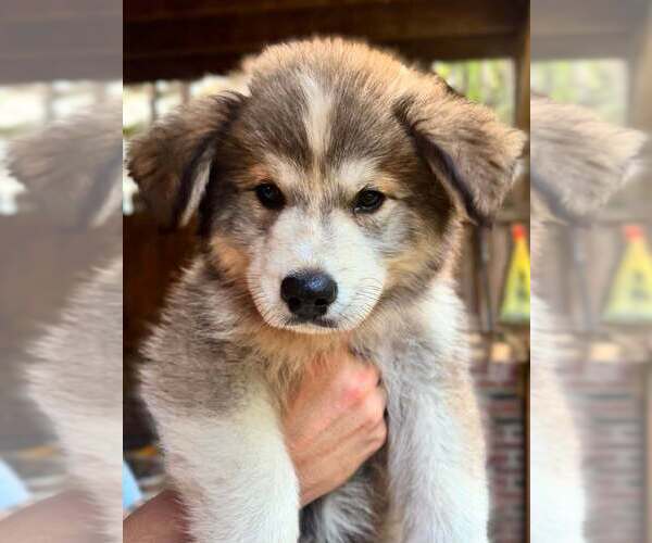 Medium Photo #8  Breeder Profile in HICKORY, NC, USA
