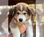 Small #7 Breeder Profile image