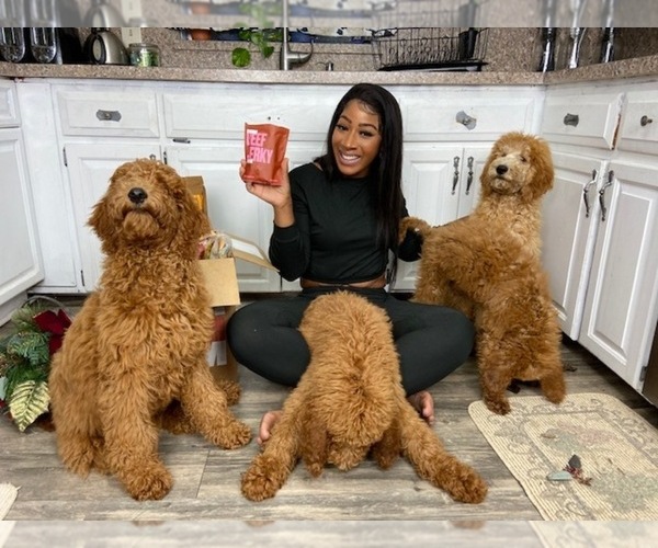 Medium Photo #10  Breeder Profile in JACKSONVILLE, FL, USA