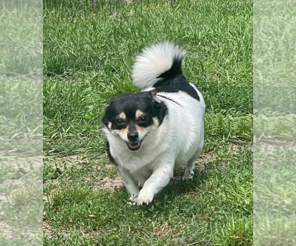 Medium Photo #83  Breeder Profile in TWINING, MI, USA