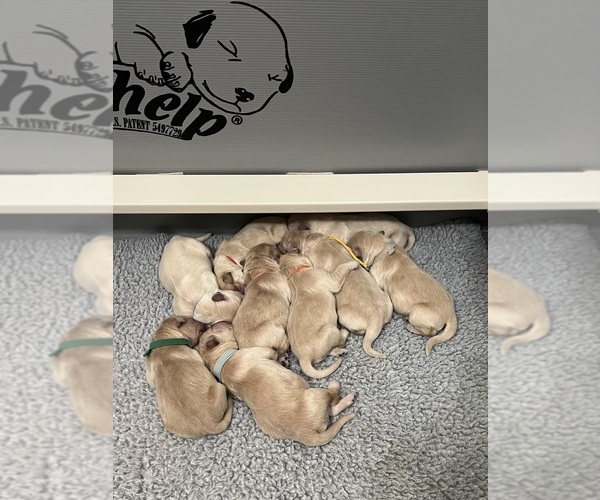 Medium Photo #3  Breeder Profile in PEORIA, AZ, USA