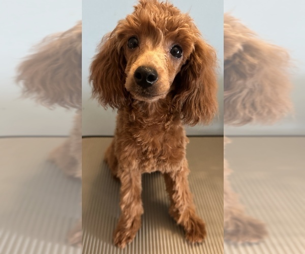 Medium Photo #3  Breeder Profile in BRONX, NY, USA