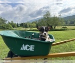 Small #2 Breeder Profile image