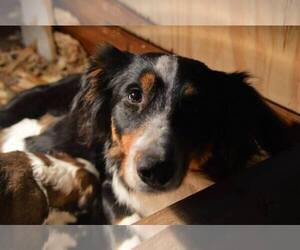 English Shepherd Dog Breeder near HUMBOLDT, IA, USA