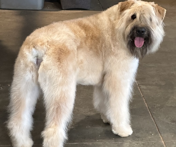 Medium Photo #10  Breeder Profile in HASTINGS, MI, USA
