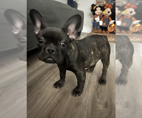 Medium Photo #5  Breeder Profile in DOWNEY, CA, USA