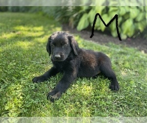 Labrador Retriever Dog Breeder near HILLSBORO, OH, USA