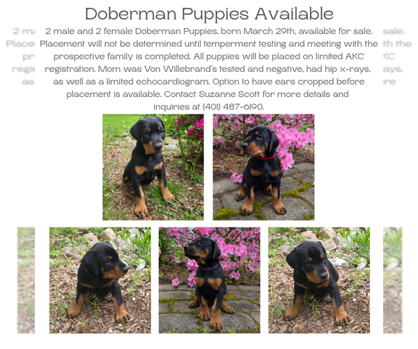 Medium Photo #21  Breeder Profile in NORTH SMITHFIELD, RI, USA