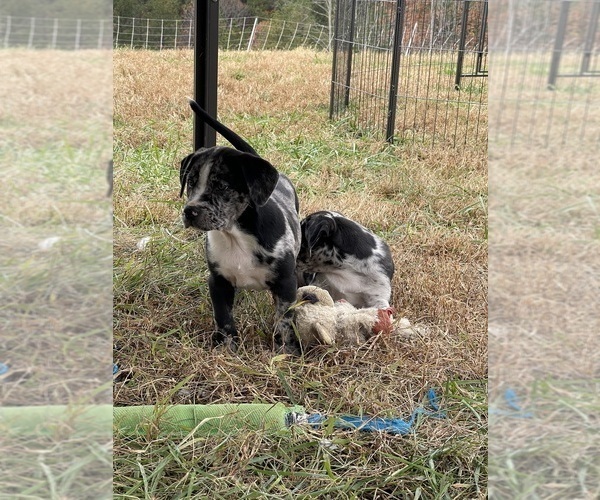 Medium Photo #8  Breeder Profile in WESTFIELD, NC, USA