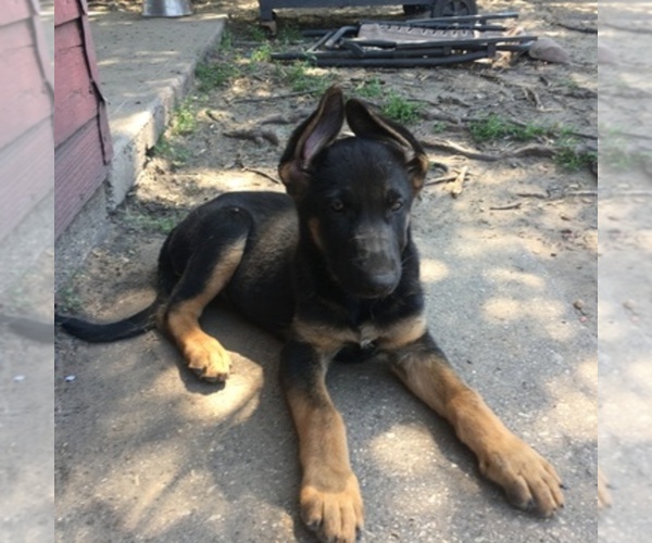 Medium Photo #1  Breeder Profile in EAST CHICAGO, IN, USA