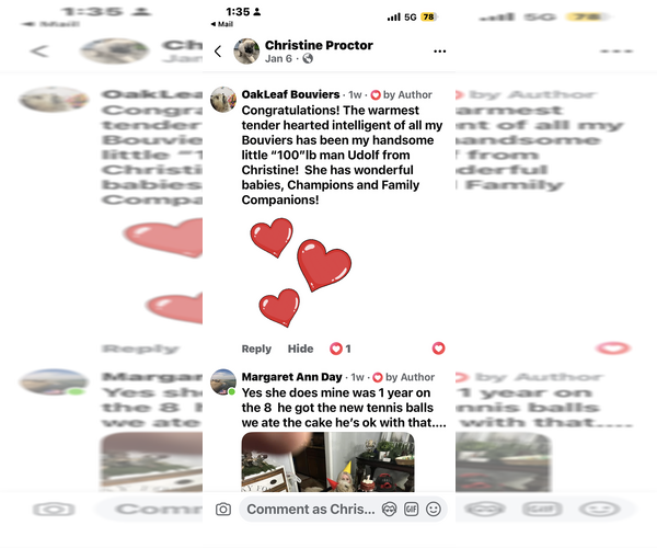 Medium Photo #18  Breeder Profile in LOUISVILLE, KY, USA