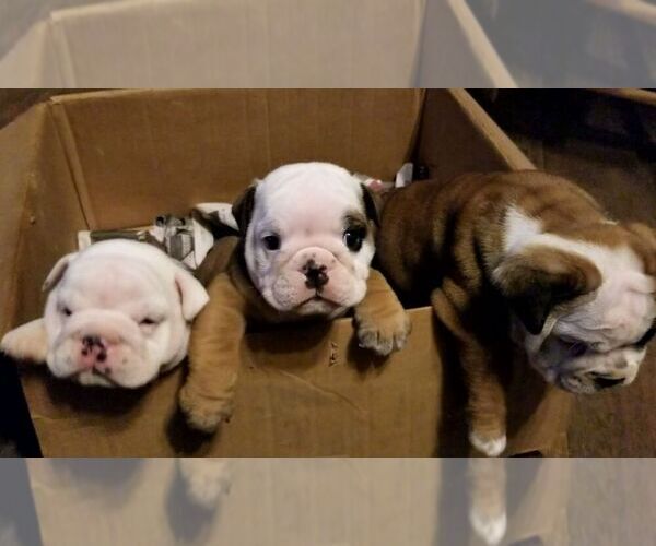 Medium Photo #1  Breeder Profile in COLUMBUS, OH, USA