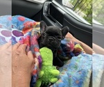 Small #4 Breeder Profile image