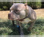 Small breeder photo