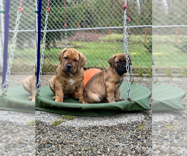 Medium Photo #1  Breeder Profile in ROY, WA, USA