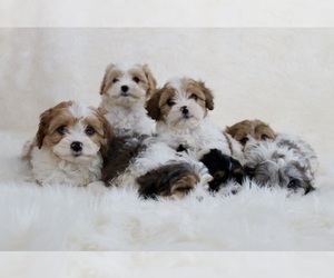 Cavapoo Dog Breeder in WEST SALEM,  USA