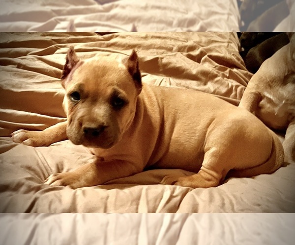 Medium Photo #14  Breeder Profile in FORT MITCHELL, AL, USA