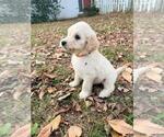 Small #2 Breeder Profile image