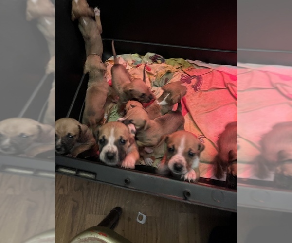 Medium Photo #1  Breeder Profile in CHANNAHON, IL, USA