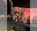 Small breeder photo