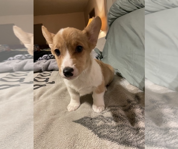 Medium Photo #1  Breeder Profile in TUCSON, AZ, USA