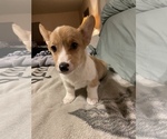 Small breeder photo