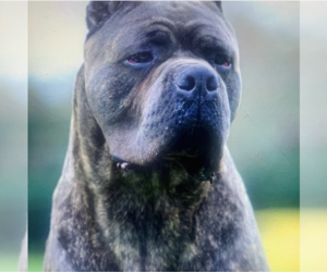 Cane Corso Dog Breeder in SANDSTON,  USA
