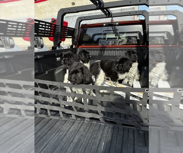 Medium Photo #1  Breeder Profile in SAXTONS RIVER, VT, USA