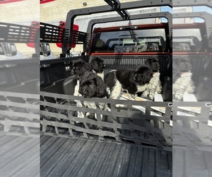 Newfoundland Dog Breeder near SAXTONS RIVER, VT, USA