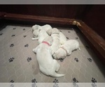 Small #9 Breeder Profile image