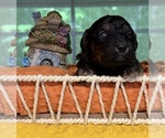 Small #1 Breeder Profile image