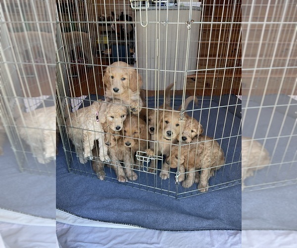 Medium Photo #8  Breeder Profile in MARINA DEL REY, CA, USA