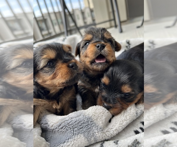 Medium Photo #1  Breeder Profile in HOUSTON, TX, USA