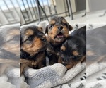 Small breeder photo