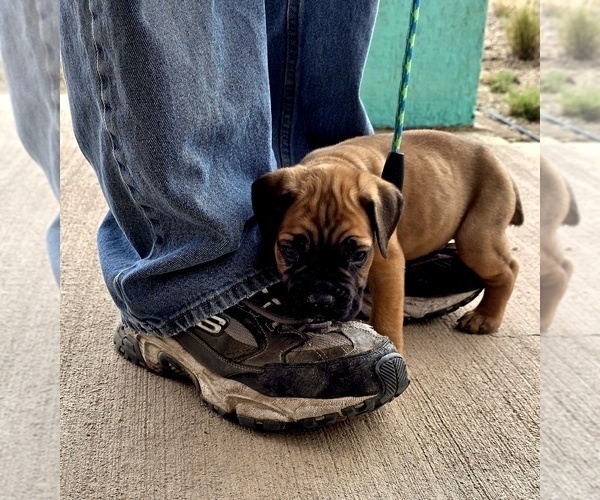 Medium Photo #5  Breeder Profile in BLANCA, CO, USA