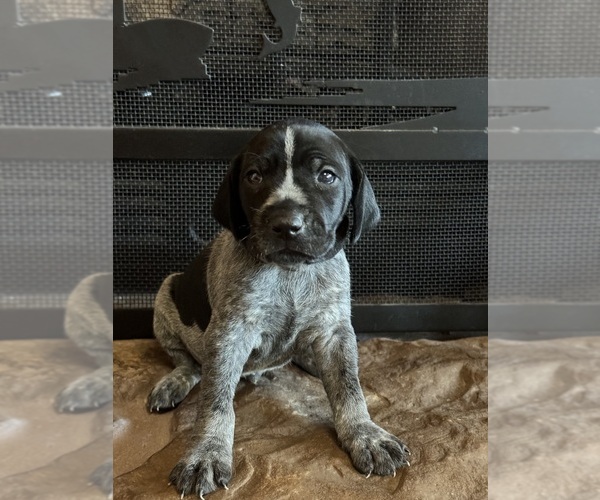 Medium Photo #10  Breeder Profile in BOONVILLE, IN, USA